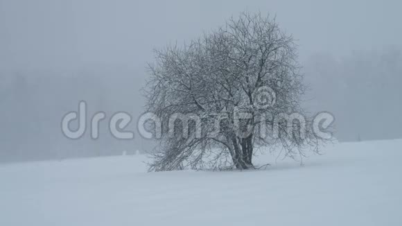 大雪落在森林里视频的预览图