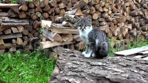 农场院子里的猫小猫看镜头花园里的猫视频的预览图