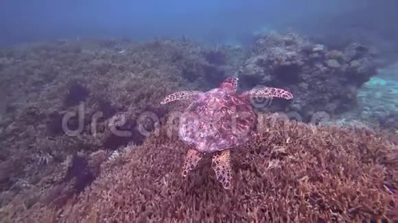 日本冲绳宫子岛海龟视频的预览图