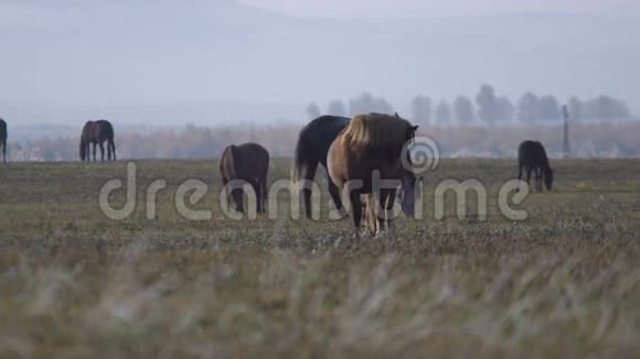 马在田野里放牧视频的预览图