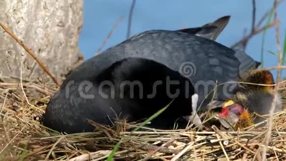 在淡水农场池塘的巢上和幼仔在一起视频的预览图