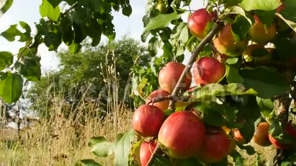 太阳下的红苹果近距离观看苹果水果视频的预览图