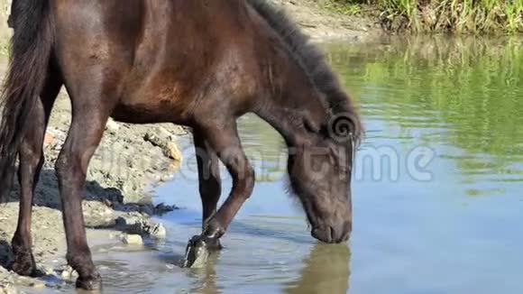黑马在夏天喝湖水视频的预览图