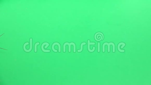 马达加斯加蟑螂爬行绿色屏幕从上面看慢动作视频的预览图