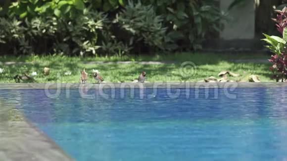 哈克帕瑟蒙塔努斯在游泳池里游泳视频的预览图
