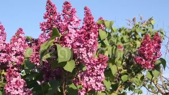 紫丁香的枝条迎着蓝天绽放视频的预览图