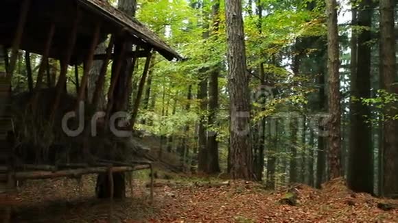野生动物饲养在斯洛伐克林盘视频视频的预览图