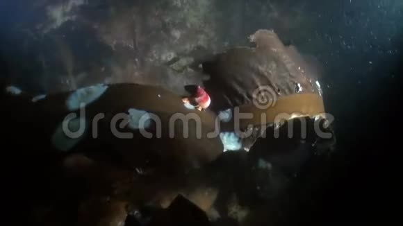阿拉斯加海洋中海螺海带海底视频的预览图