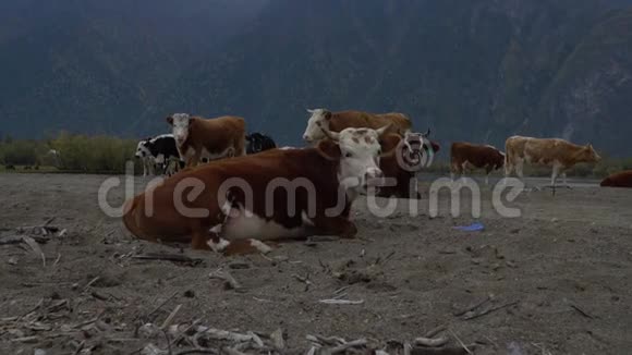 山河沙岸上的一群牛视频的预览图