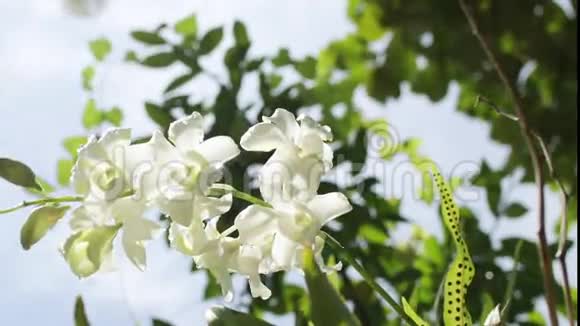 印度尼西亚热带巴厘岛公共公园的白色花朵宏高清1080p视频的预览图