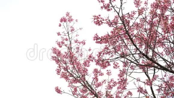 白色背景的樱花视频的预览图