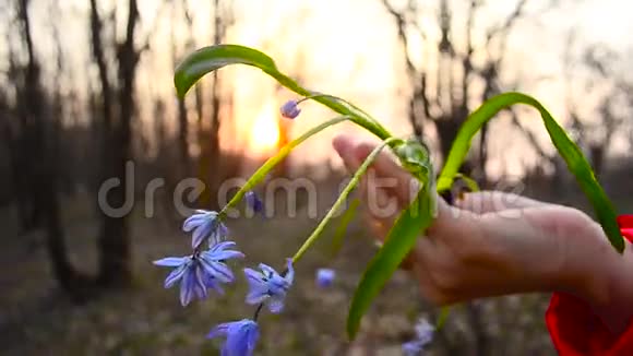 在女孩手中蓝色的春天的花朵落在夕阳的背景上视频的预览图