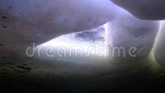 弥娜在白海的冰中潜游视频的预览图