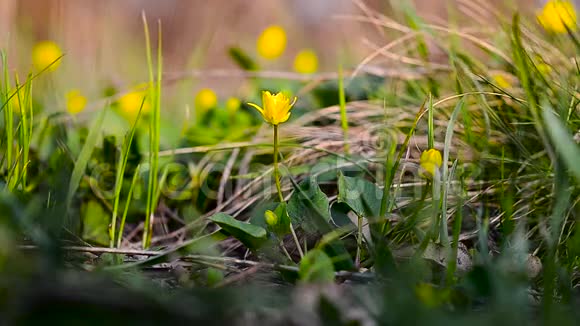 美丽的黄色春天的花朵随风摇摆在公园里在森林里绽放着黄色的春花视频的预览图