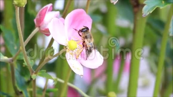 粉红色花葵上的蜜蜂视频的预览图