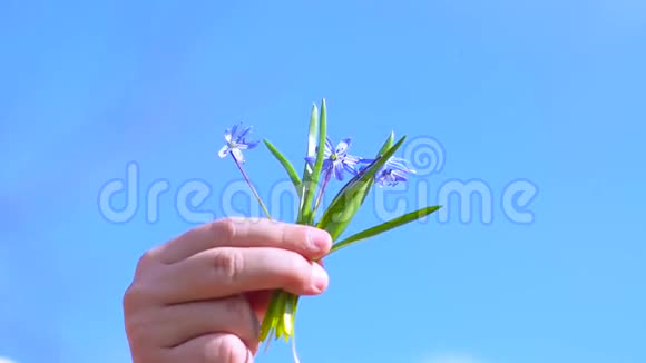 春花西拉儿牵着手美丽的蓝色花朵在婴儿手上的蓝天背景视频的预览图