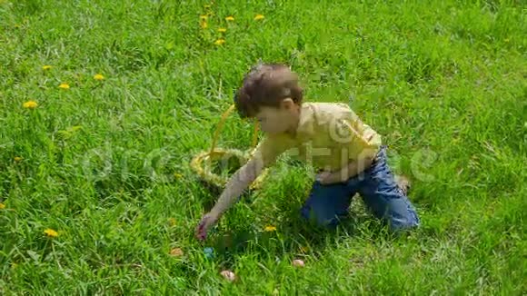 草地上的男孩收集五颜六色的复活节彩蛋视频的预览图