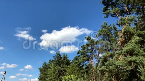 在蓝天的映衬下森林里绿树成荫视频的预览图