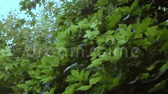 夏日森林的日光视频的预览图