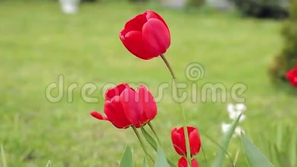 红色美丽的郁金香视频的预览图