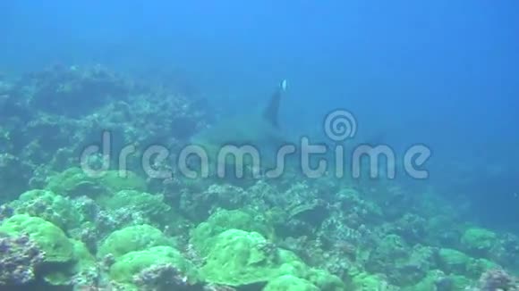 加拉帕戈斯群岛海域背景水下景观大鲨鱼视频的预览图