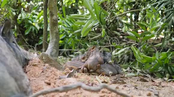 可爱的小野猪睡在泰国雨林丛林4K视频的预览图