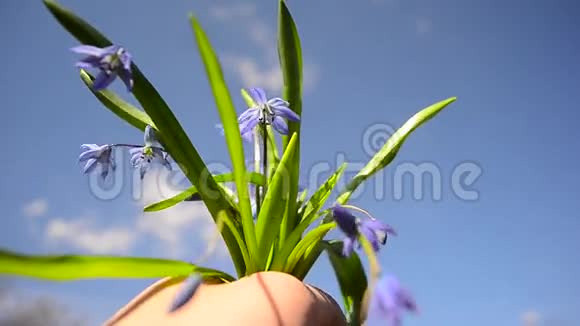 美丽的蓝花在雄手上的蓝天背景下春花西拉人手牵着手视频的预览图