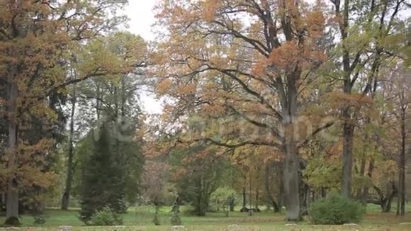 秋天的树在公园里森林自然季节树黄色视频的预览图