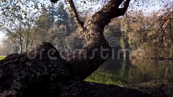 贾迪姆多斯诗塔花园视频的预览图