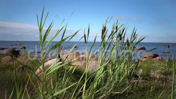 罗戈兹拉丁香蒲是芬兰海湾石岸上的一种伤寒科植物视频的预览图