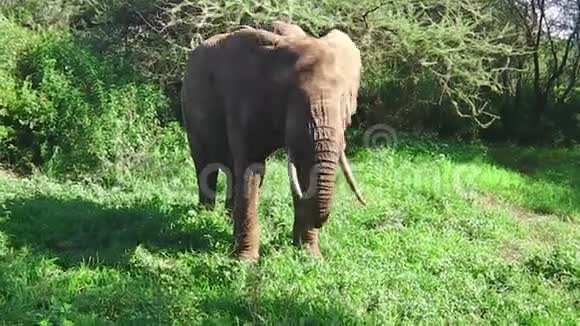 吃草的大象视频的预览图