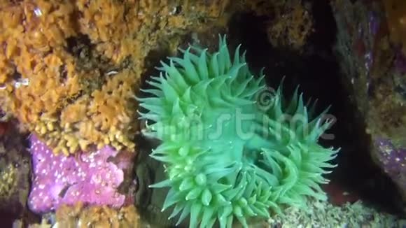 阿拉斯加海洋海底海底的绿海葵视频的预览图