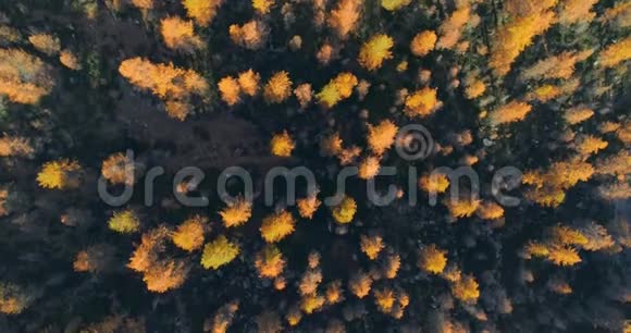 在阳光明媚的秋天在橙色和红色落叶松森林树林上空俯视高空欧洲阿尔卑斯山户外色彩缤纷视频的预览图
