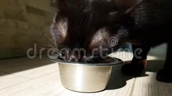 猫吃盘子里的干粮视频的预览图