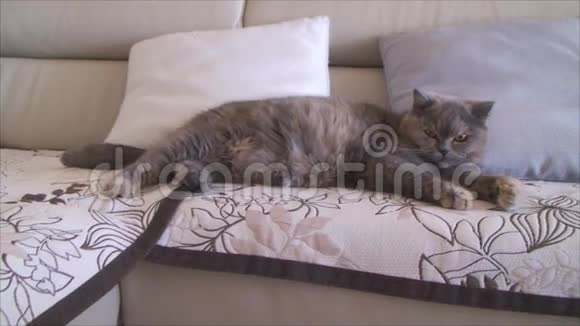 猫躺在沙发上视频的预览图