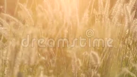 干枯的小草在阳光的照耀下在夏日的晚霞中随风摆动小的景深视频的预览图