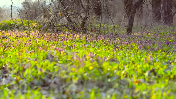 春天森林里美丽的花田紫堇石首菜春暖花开视频的预览图
