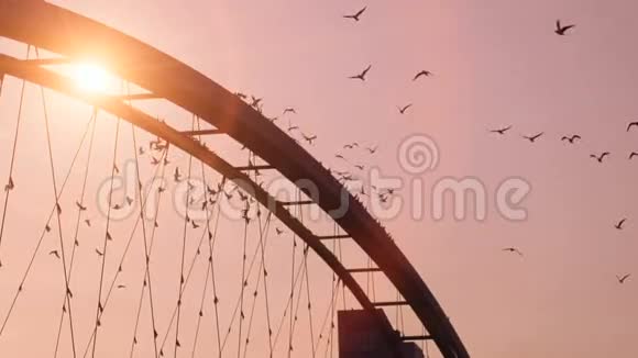鸟群慢动作美丽浪漫背景夕阳红桥视频的预览图