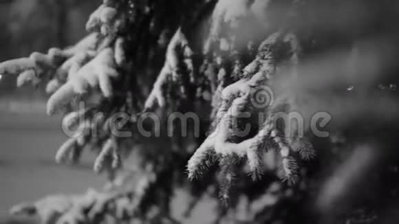 白雪覆盖的树木视频的预览图