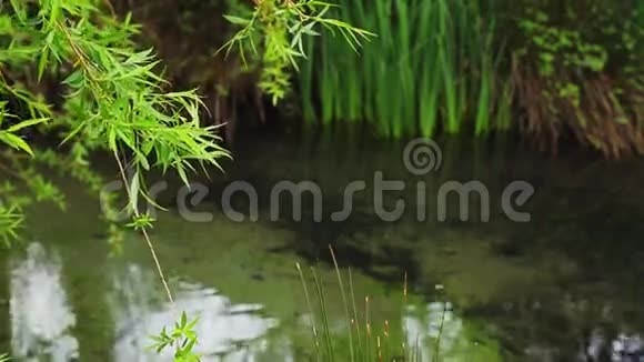 湖上的野鸭视频的预览图