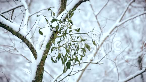 冬天槲寄生在树枝上覆盖着降雪视频的预览图