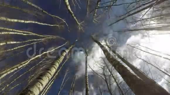 春天的白桦林和美丽的云彩视频的预览图