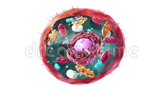 真核细胞细胞核细胞器和质膜的组成视频的预览图