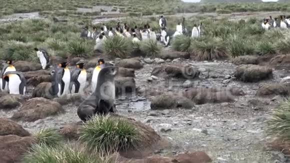 南极洲福克兰群岛上一只帝企鹅背景上的可爱印章视频的预览图