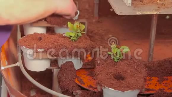 人们在传送带上的花盆里种植植物种植手特写温室内的输送机视频的预览图