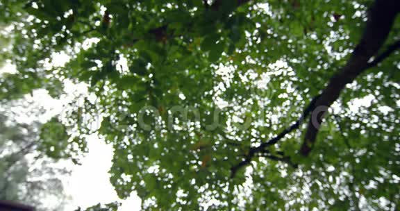 高树上绿叶的低视角视频的预览图