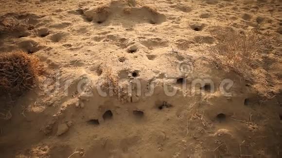 沙漠中的鼠洞视频的预览图