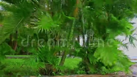 强风冲击大型棕榈树在公园的低枝视频的预览图