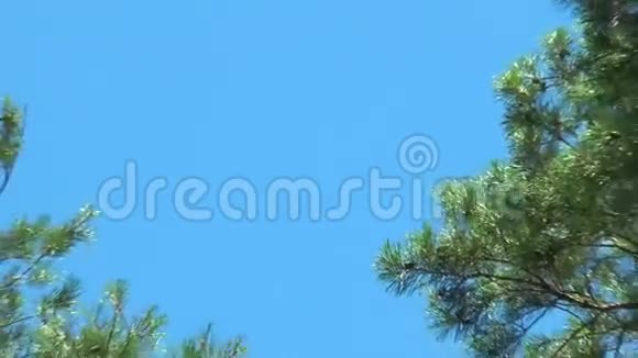 摄像机从松树的顶端移动视频的预览图