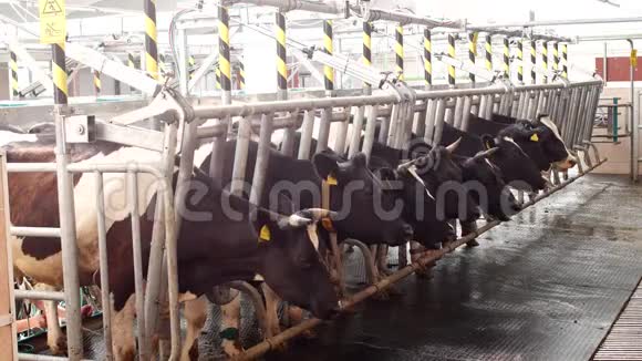 奶牛在现代的农场里挤奶奶牛在挤奶前站在摊位上挤奶的过程是母牛视频的预览图
